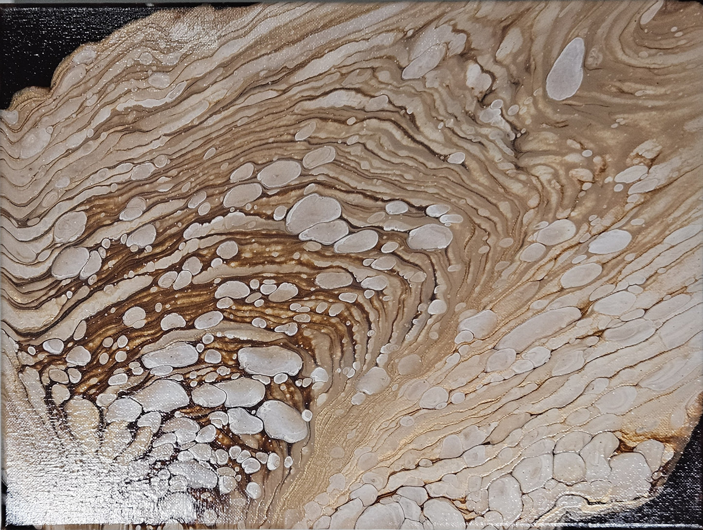 Oyster Shell