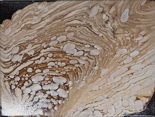 Oyster Shell